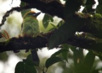 Flame-fronted Barbet